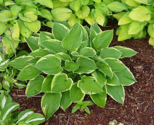 Hosta_54-650x525.jpg