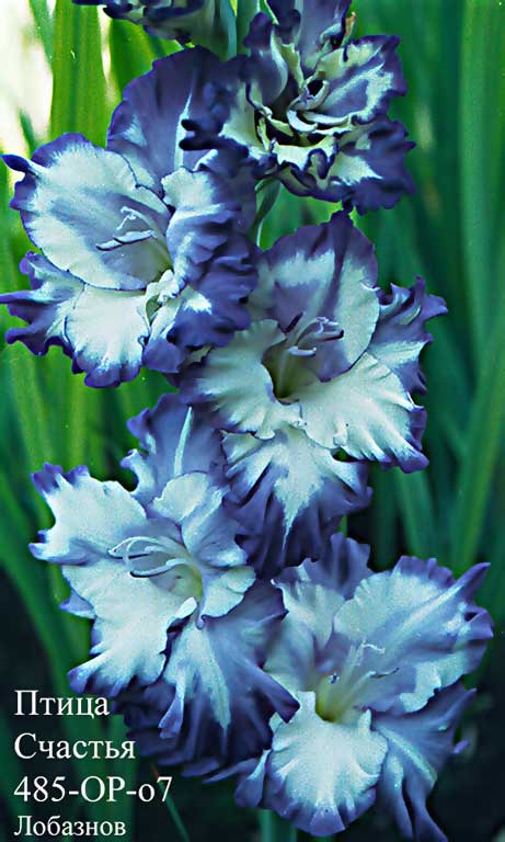 pticaschastya-mirgladiolus.jpg