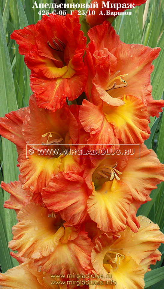 amirazh-mirgladiolus.jpg