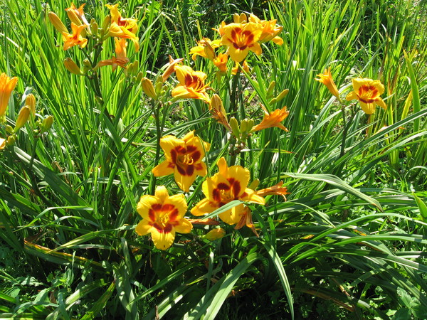a Black Eyed Susan 1.jpg