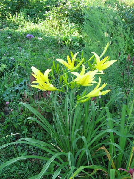 a H. citrina.jpg