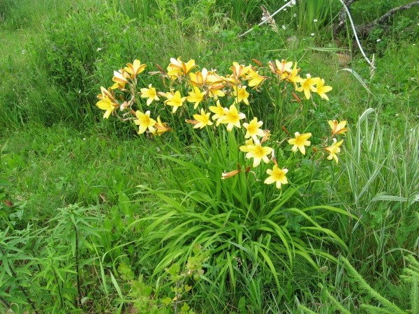 a H. esculenta.jpg