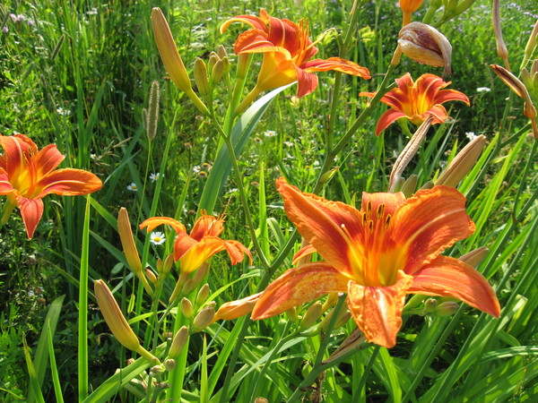 a H. fulva.jpg