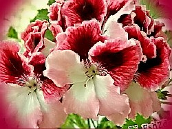 australian pink rosebud 