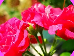 garnet rosebud 