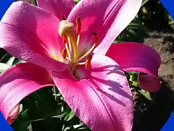 лилия цветок фото