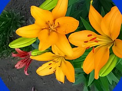 высокий желтый цветок