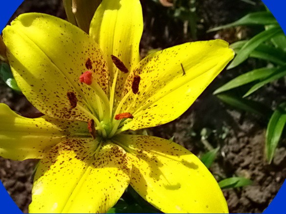 лилия цветок сорт