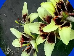 цветок амазонская лилия фото