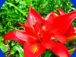 цветок лилия