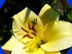 высокое растение с желтыми цветами
