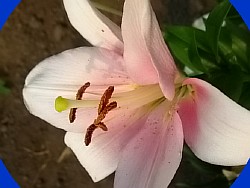 лилия розовая
