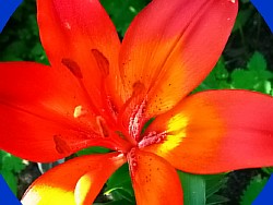 цветок садовый фото