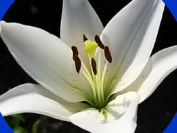 цветок садовый фото