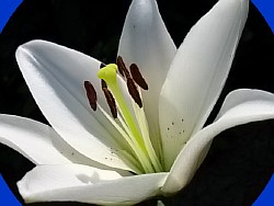 многолетние лилии фото