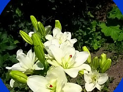 лилия карликовая