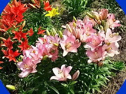 лилия цветок фото