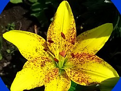домашний цветок лилия фото