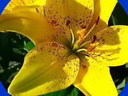 цветок желтого цвета садовый