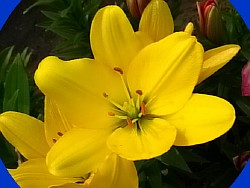 лилия кемерово
